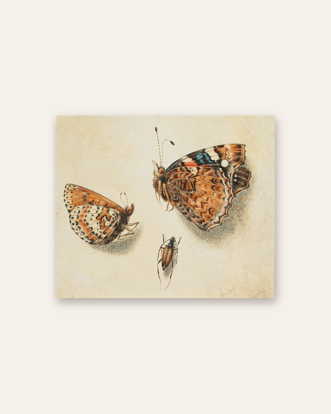 Giovanna Garzoni - Butterflies and a Beetle