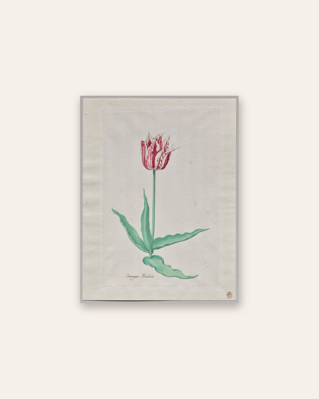 Pieter Holsteyn II - Study of a Tulip (Perregoen Machieu)
