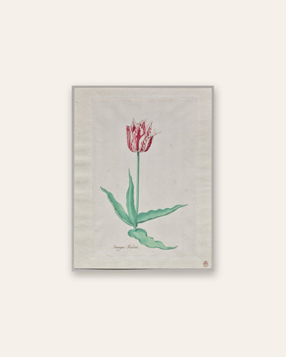 Pieter Holsteyn II - Study of a Tulip (Perregoen Machieu)