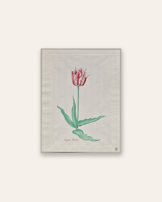 Pieter Holsteyn II - Study of a Tulip (Perregoen Machieu)