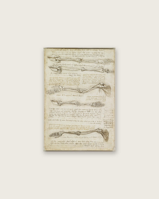 Leonardo da Vinci - Studies of the Arm Bones