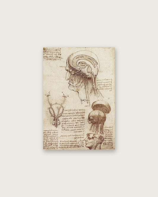 Leonardo da Vinci - Anatomical Study of the Head
