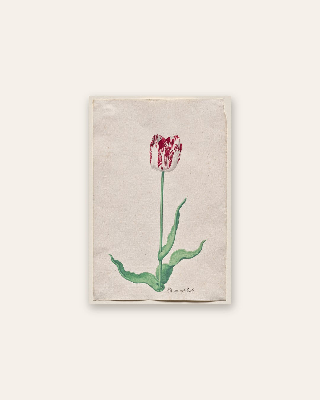Pieter Holsteyn II - Study of a Tulip (Wit en root boode)