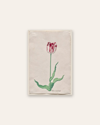 Pieter Holsteyn II - Study of a Tulip (Wit en root boode)