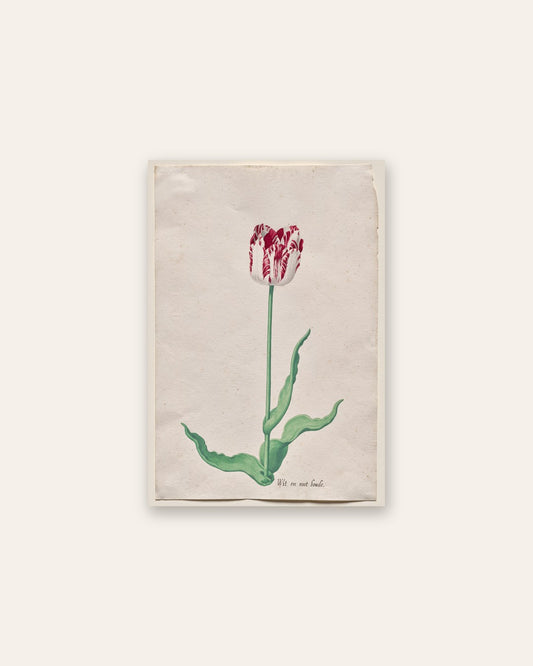 Pieter Holsteyn II - Study of a Tulip (Wit en root boode)