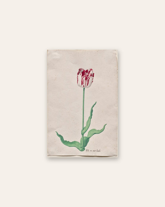 Pieter Holsteyn II - Study of a Tulip (Wit en root boode)