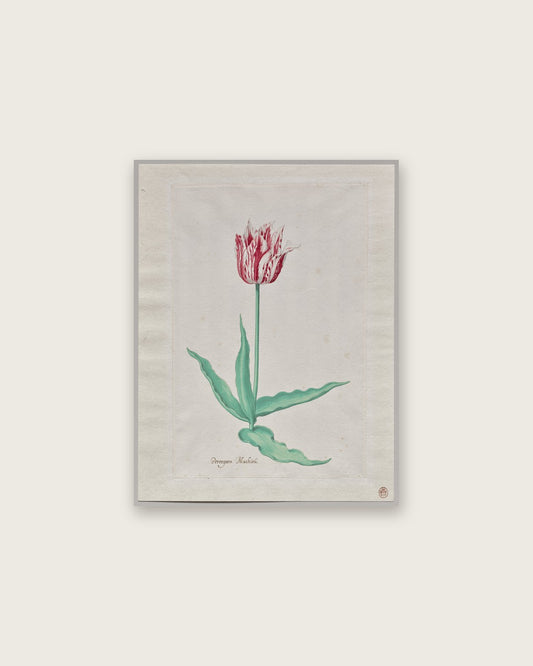 Pieter Holsteyn II - Study of a Tulip (Perregoen Machieu)