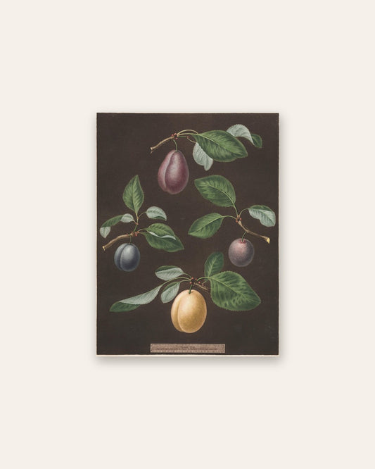 George Brookshaw - Pomona Britannica:  No. 17 - Plums