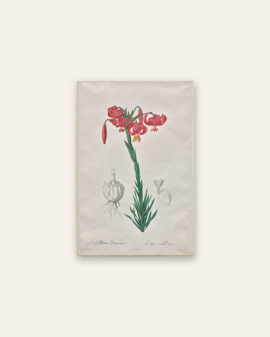 De Gouy - Lillium Pomponium (Turban Lily), plate 7 from Les Liliacées
