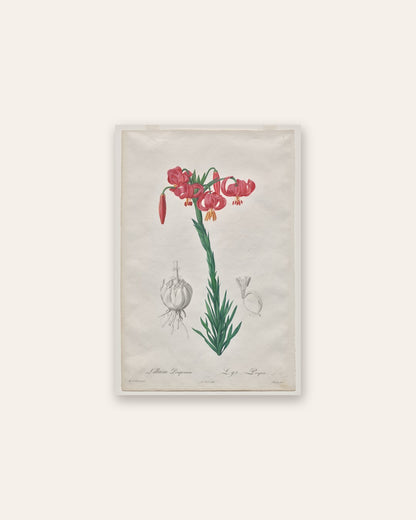 De Gouy - Lillium Pomponium (Turban Lily), plate 7 from Les Liliacées