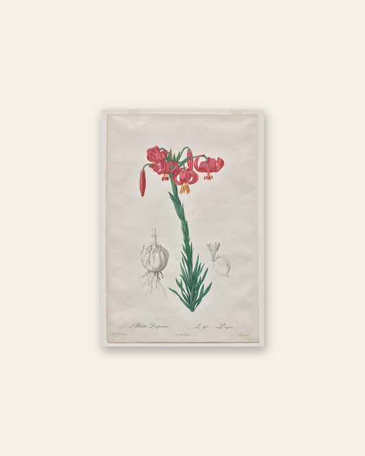 De Gouy - Lillium Pomponium (Turban Lily), plate 7 from Les Liliacées