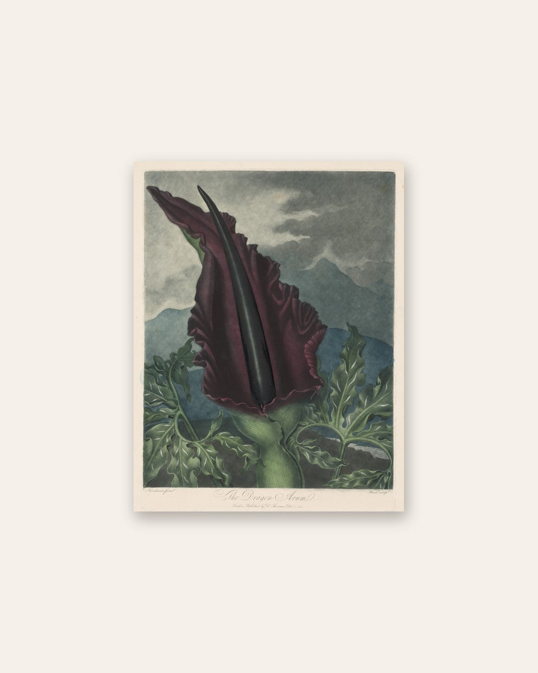 Robert John Thornton - The Dragon Arum, Black Calla or Solomon's Lily