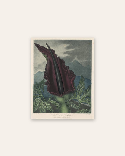 Robert John Thornton - The Dragon Arum, Black Calla or Solomon's Lily