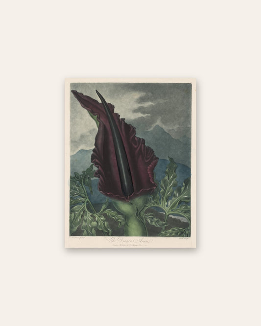 Robert John Thornton - The Dragon Arum, Black Calla or Solomon's Lily