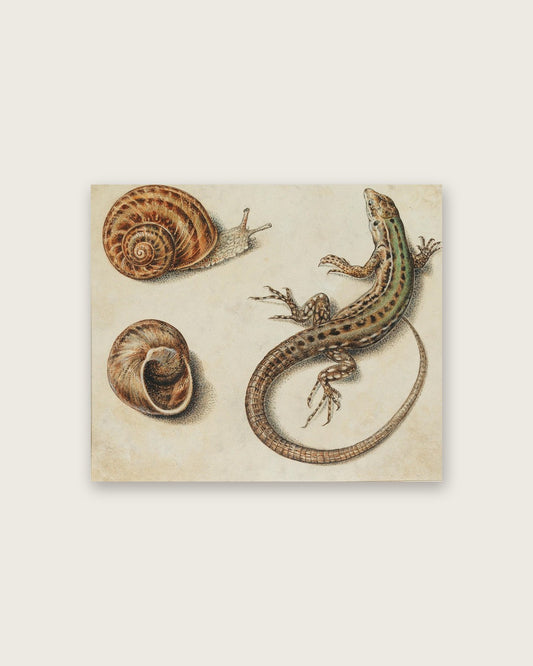 Giovanna Garzoni - Snails and a Lizard