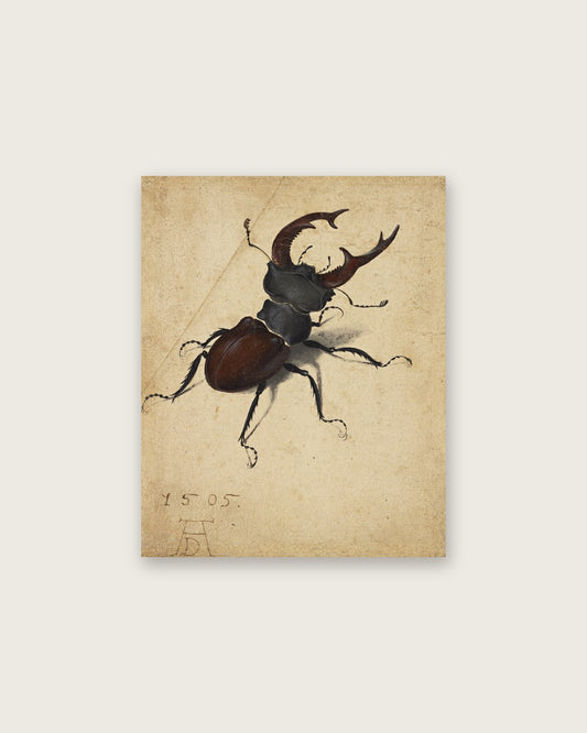 Albrecht Dürer - Stag Beetle