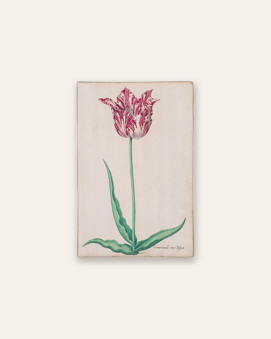 Pieter Holsteyn II - Study of a Tulip (Gemarmerde van Jasper)