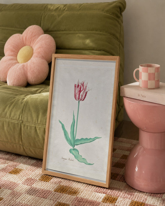 Pieter Holsteyn II - Study of a Tulip (Perregoen Machieu) - framed print in a styled room