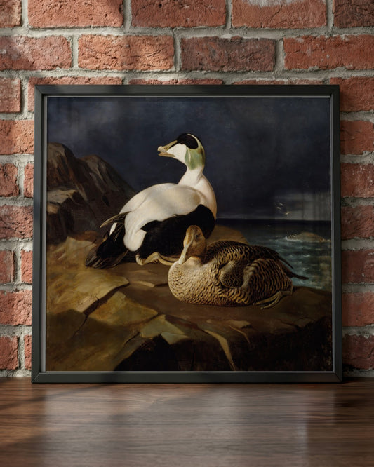 Ferdinand von Wright - Eider Ducks - framed print in a styled room