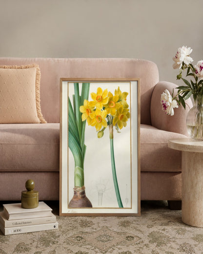 Pancrace Bessa - Polyanthus or Cluster Narcissus (Botanical: Narcissus tazetta) - framed print in a styled room