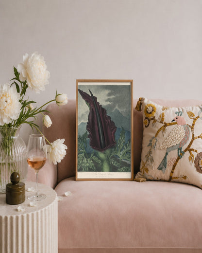 Robert John Thornton - The Dragon Arum, Black Calla or Solomon's Lily - framed print in a styled room