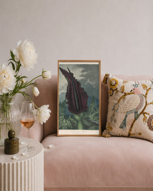 Robert John Thornton - The Dragon Arum, Black Calla or Solomon's Lily - framed print in a styled room