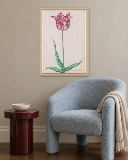 Pieter Holsteyn II - Study of a Tulip (Gemarmerde van Jasper) - oak frame in a room
