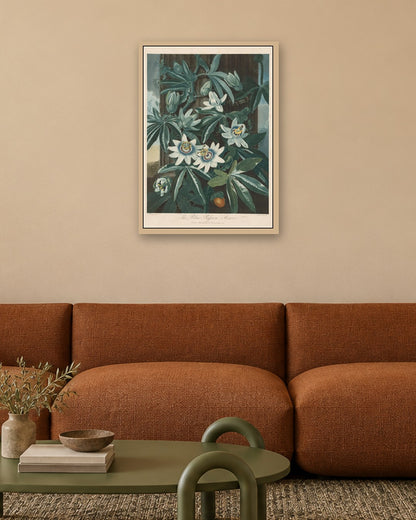 Robert John Thornton - The Blue Passion-flower - oak frame in a room
