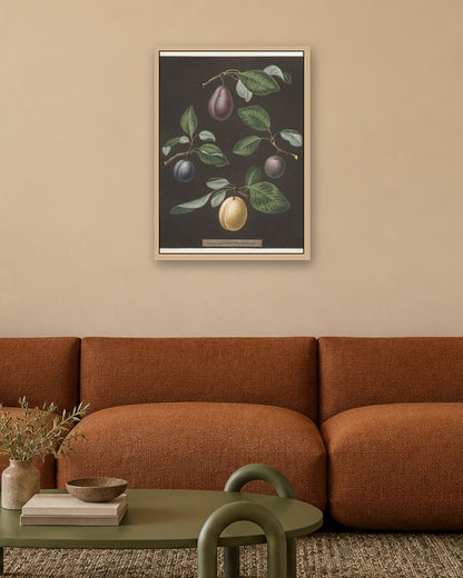 George Brookshaw - Pomona Britannica:  No. 17 - Plums - oak frame in a room