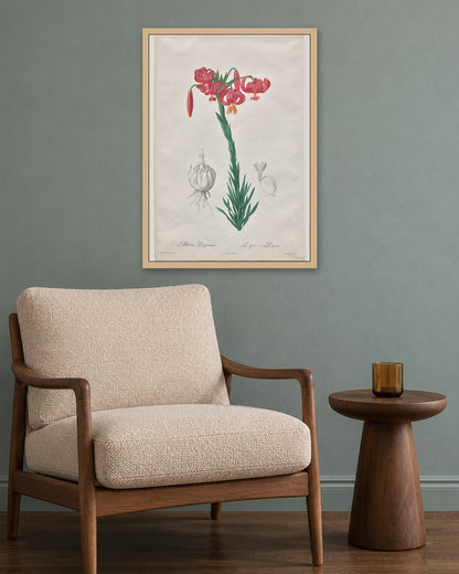 De Gouy - Lillium Pomponium (Turban Lily), plate 7 from Les Liliacées - oak frame in a room