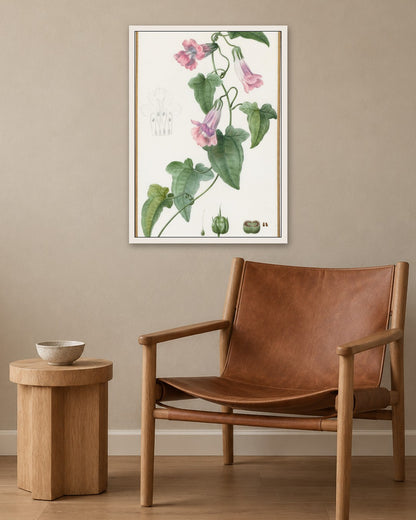 Pancrace Bessa - (Botanical: Maurándia semperflorens) - white frame in a room