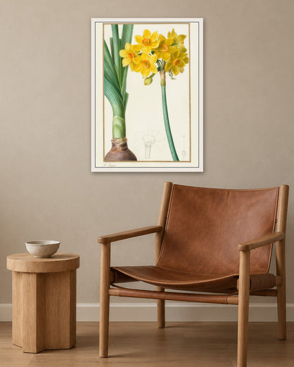 Pancrace Bessa - Polyanthus or Cluster Narcissus (Botanical: Narcissus tazetta) - white frame in a room