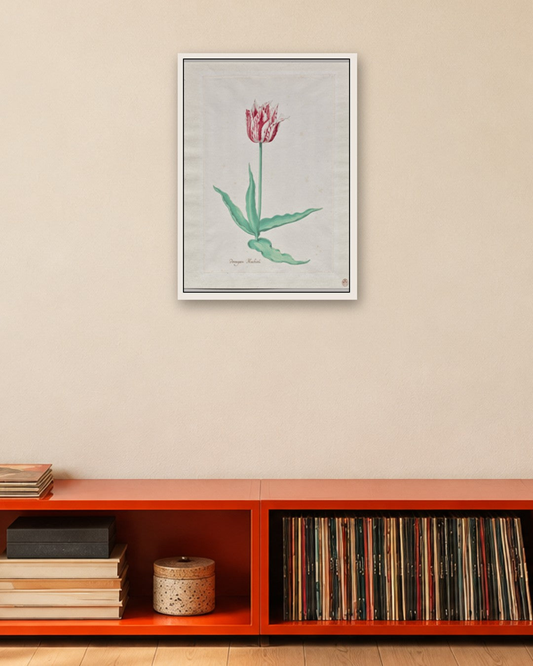 Pieter Holsteyn II - Study of a Tulip (Perregoen Machieu) - white frame in a room
