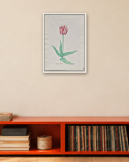 Pieter Holsteyn II - Study of a Tulip (Perregoen Machieu) - white frame in a room