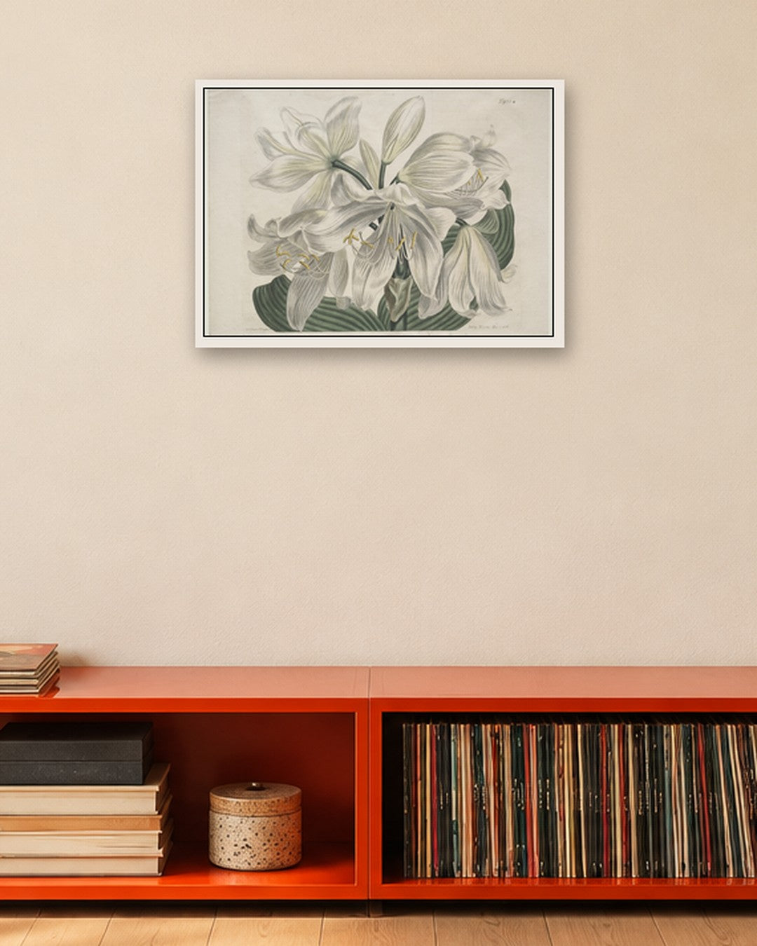 Sydenham Edwards - The Botanical Magazine or Flower Garden Displayed:  White Cape - Coast Lily - white frame in a room