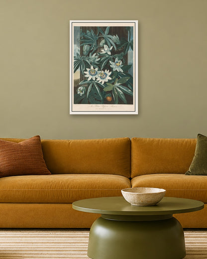 Robert John Thornton - The Blue Passion-flower - white frame in a room