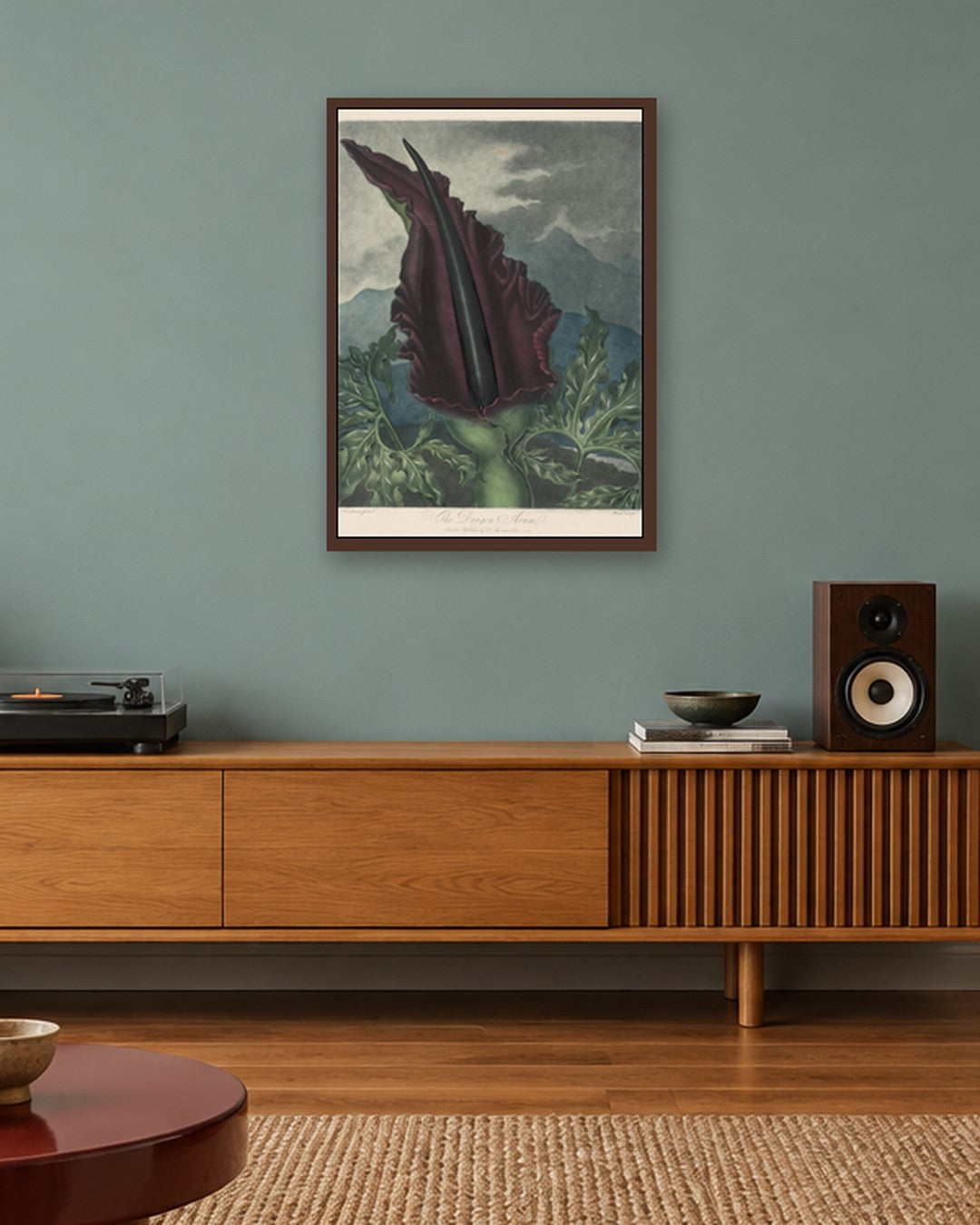 Robert John Thornton - The Dragon Arum, Black Calla or Solomon's Lily - dark oak frame in a room