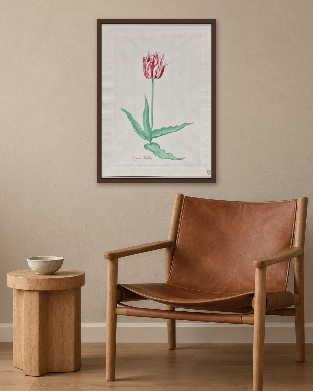 Pieter Holsteyn II - Study of a Tulip (Perregoen Machieu) - dark oak frame in a room