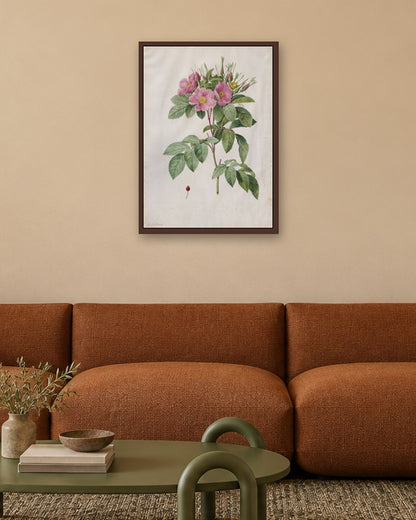 Pierre-Joseph Redouté - Pasture Rose (Rosa Carolina Corymbosa) - dark oak frame in a room
