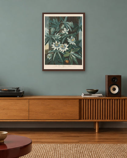 Robert John Thornton - The Blue Passion-flower - dark oak frame in a room