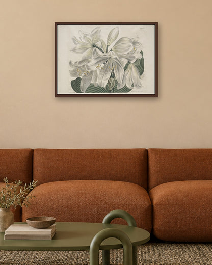 Sydenham Edwards - The Botanical Magazine or Flower Garden Displayed:  White Cape - Coast Lily - dark oak frame in a room