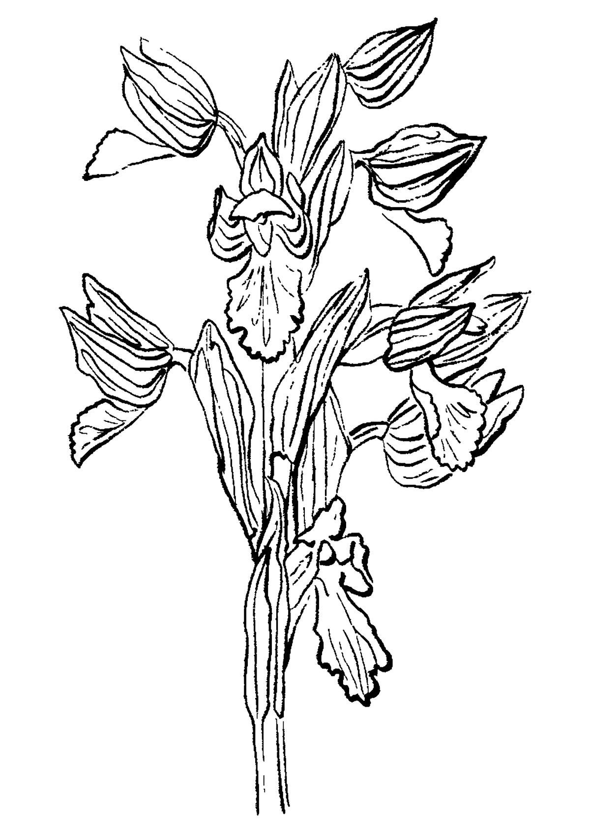 SENT Studio - Blooming Flowers Poster No. 25
