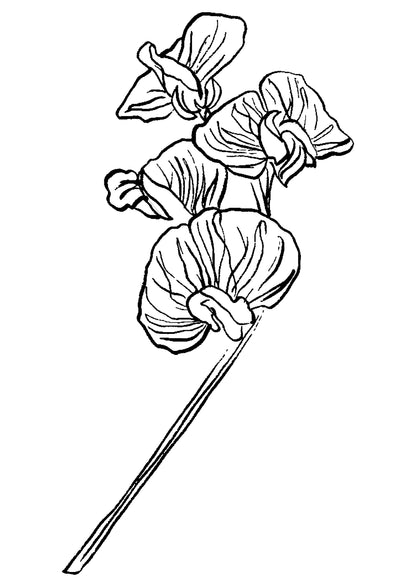 SENT Studio - Blooming Flowers Poster No. 27