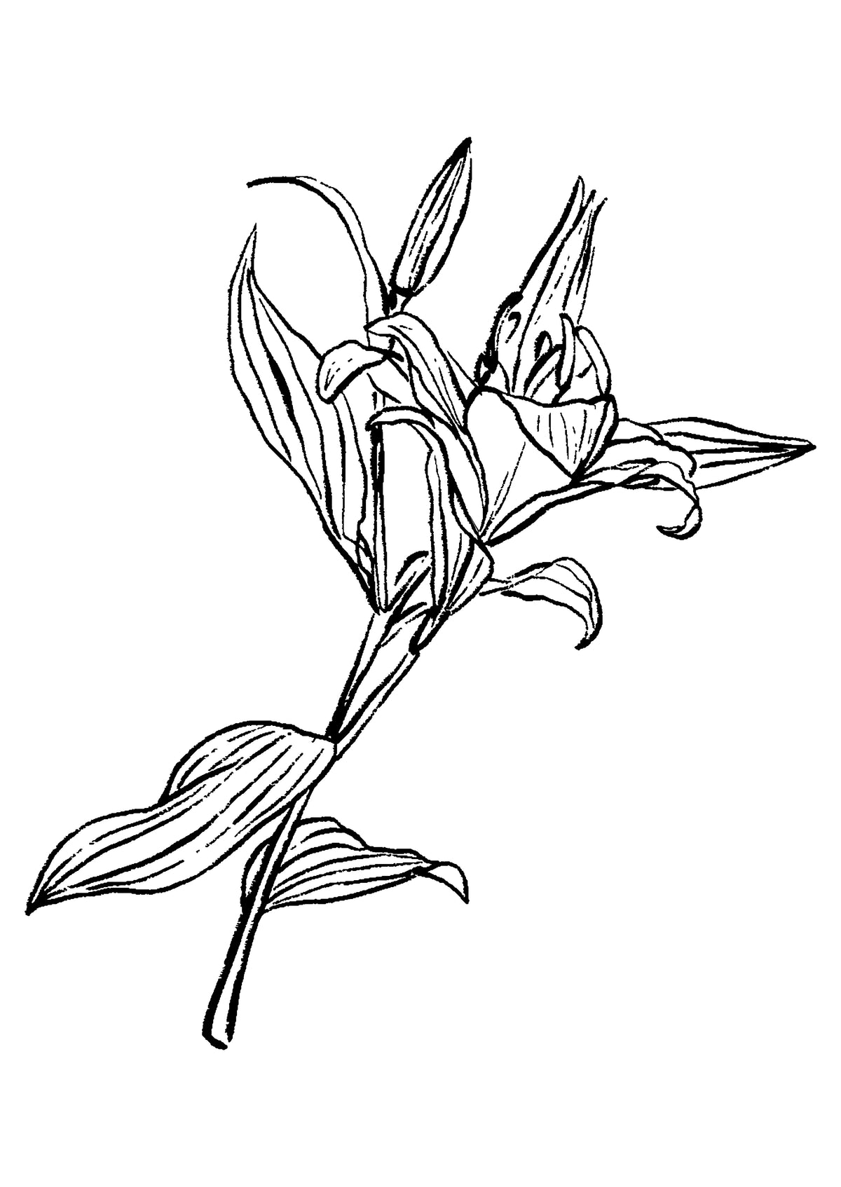 SENT Studio - Blooming Flowers Poster No. 13
