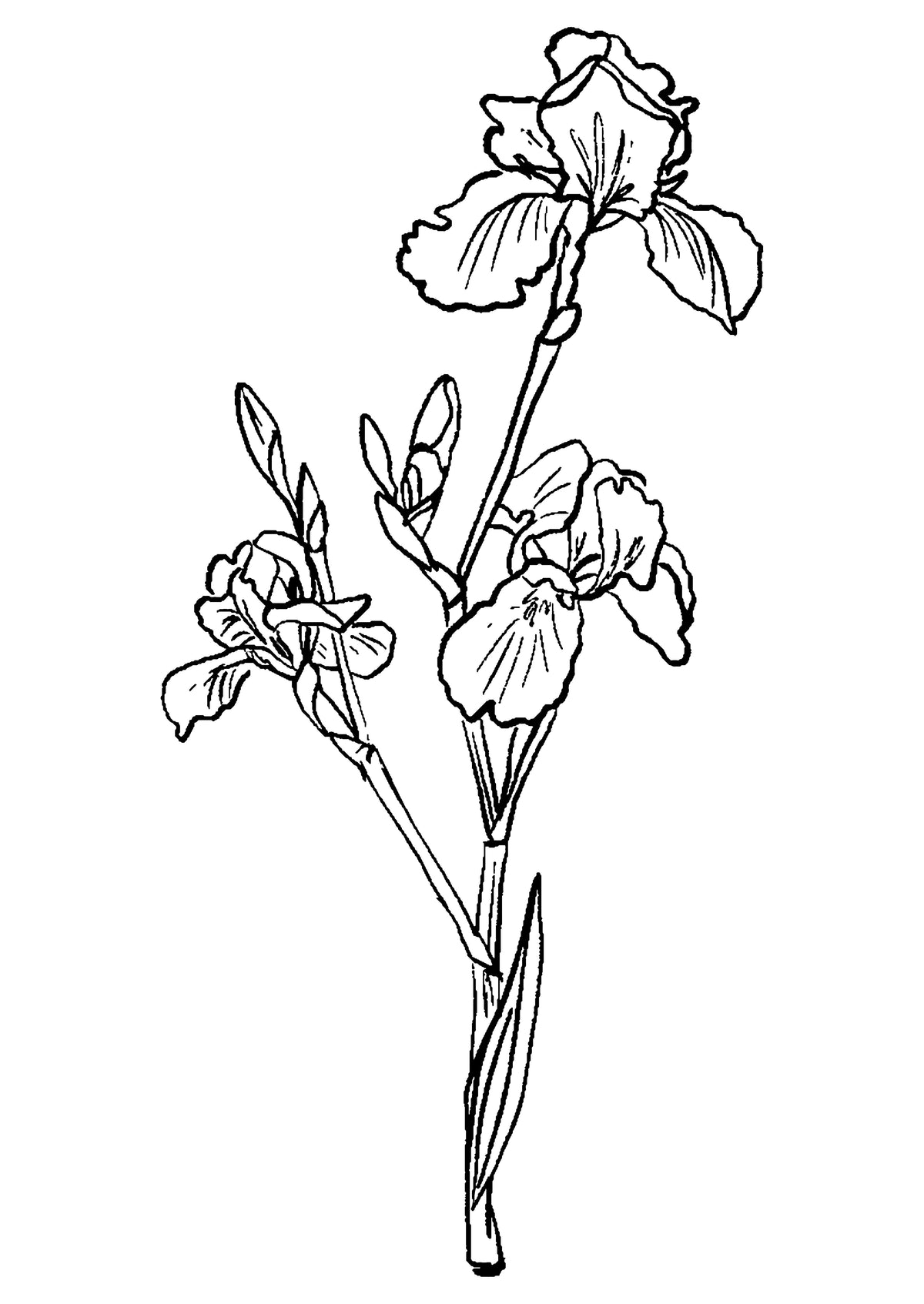 SENT Studio - Blooming Flowers Poster No. 3