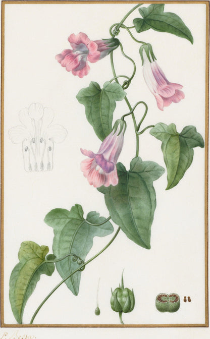 Pancrace Bessa - (Botanical: Maurándia semperflorens) - original artwork
